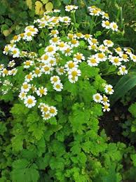 Image result for feverfew