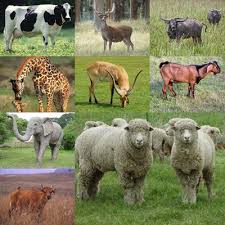 Image result for kumpulan mamalia