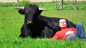 Resultado de imagen de toros cariñosos