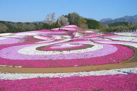 「羊山公園 芝桜　画像」の画像検索結果