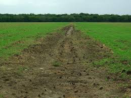 Image result for crayfish chimneys