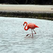 Image result for galapagos islands floreana