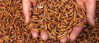 Résultat de recherche d'images pour "vers de farine"