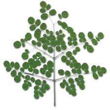 Image result for horseradish tree