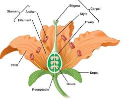 Image of Stamen