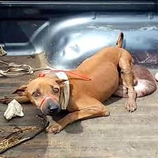 Stray dog with massive tumor rescued in Phetchabun for surgery