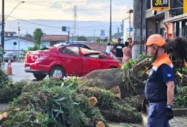 Pai e filho sobrevivem a carro esmagado por árvore na véspera do Dia dos Pais