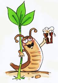 Image result for slug beer bottle trap