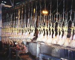 Image result for cafo