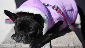 Florida Weather Rollercoaster: From Record Highs to Freezing Temps