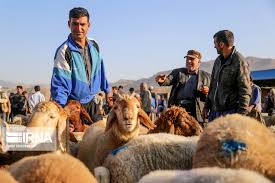 دام زنده برای عید قربان در جایگاه‌های تحت نظارت دامپزشکی عرضه می شود