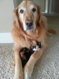 Résultat de recherche d'images pour "cats and dogs living together pictures"