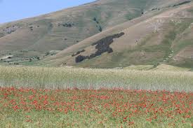 Trend Google: norcia