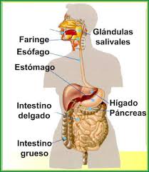 Resultado de imagen para imagenes del cuerpo humano para niños con nombres