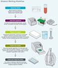 Western Blot 