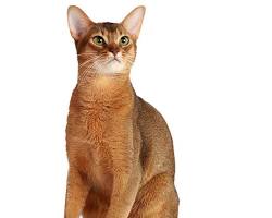 Abyssinian cat resmi