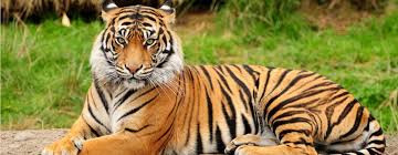 Image result for tiger