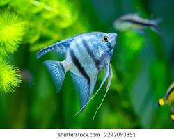 Peixe-anjo