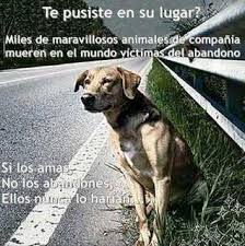 Resultado de imagen para perros durmiendo con sus dueños