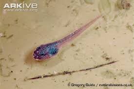Image result for From tadpole to frog