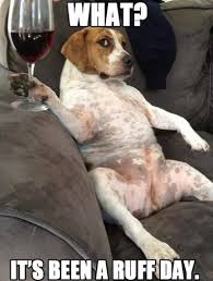 Image result for Animal Meme
