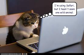 Image result for cat jokes