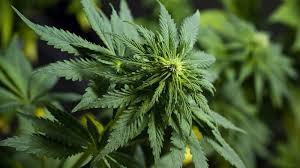 Resultado de imagen de Legalization