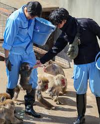 ◡̈ ︎ ぼくの大好きなお兄ちゃんたち🐒 #がんばれパンチ ...