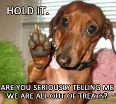 Image result for dachshunds