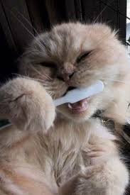 Résultat de recherche d'images pour "cat toothbrush gif"