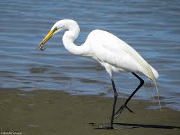 Image result for egret