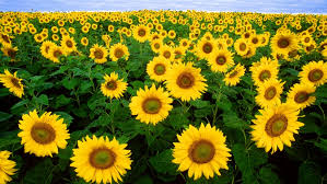 Image result for plants