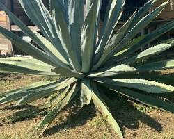 Image of agave plant with long green leaves and sharp spikes on the edges