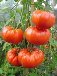 tomatoes ile ilgili görsel sonucu