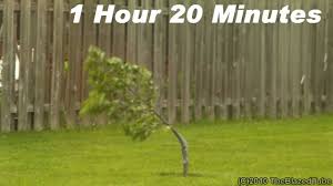 Résultat de recherche d'images pour "tree trunk repair grafts"