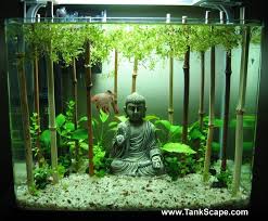 Image result for betta fish tank