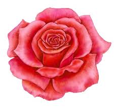 Image result for red rose designs