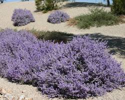 Image of Leucophyllum candidum Texas sage