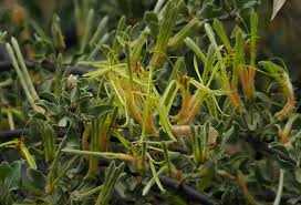 Image result for Erianthemum ngamicum