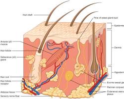 Integumentary System Diagram 2