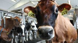 Gripe Aviar en Leche: Detectan Brote en Establecimiento de Arizona - Imagen ilustrativa del artículo