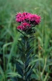 Image result for ironweed plant