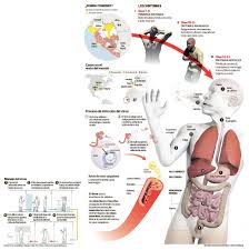 Resultado de imagen para cuerpo humano