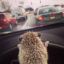 Résultat de recherche d'images pour "row of hedgehogs"
