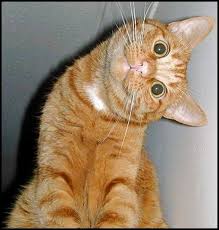 Image result for funny cats