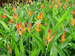 beautiful flower plant
