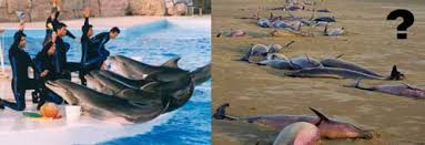 Image result for ‫هارپ در خلیج فارس‬‎