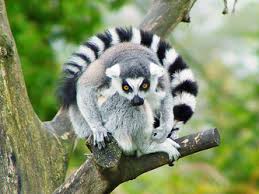 lemur க்கான பட முடிவு