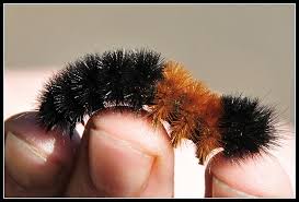 Image result for wooly bears