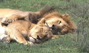 Image result for images pride of lions sleeping after eating  a kill
